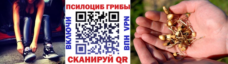 где купить   Карасук  Псилоцибиновые грибы мухоморы 