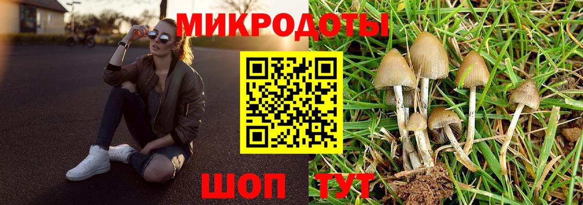 Галлюциногенные грибы Psilocybine cubensis Карасук